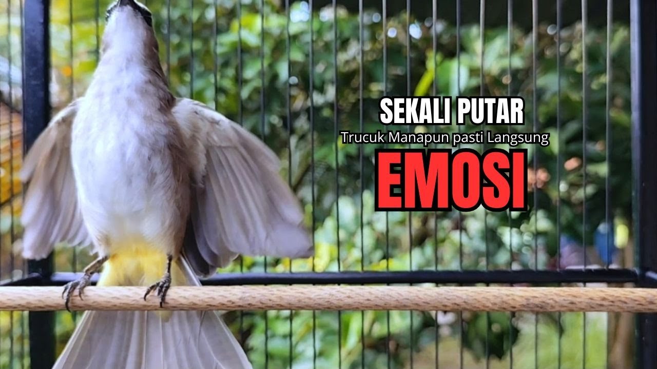 Suara Burung TRUCUKAN gacor TARUNG ROPEL PANJANG pancingan trucukan agar JADI trucuk gacor EMOSI