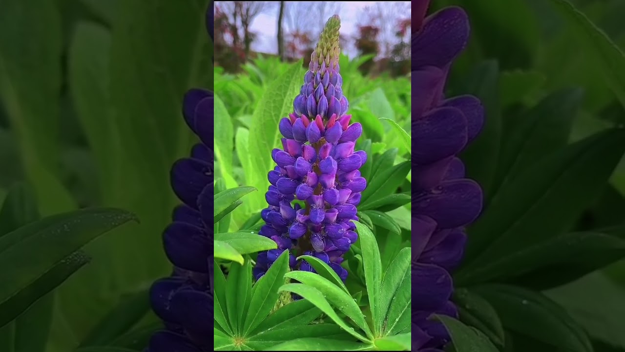失望是离开的前奏，沉默是无奈的选择 