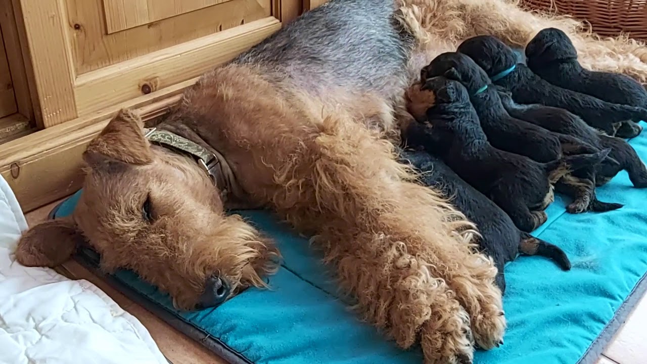 Airedale Terrier Welpen 2021