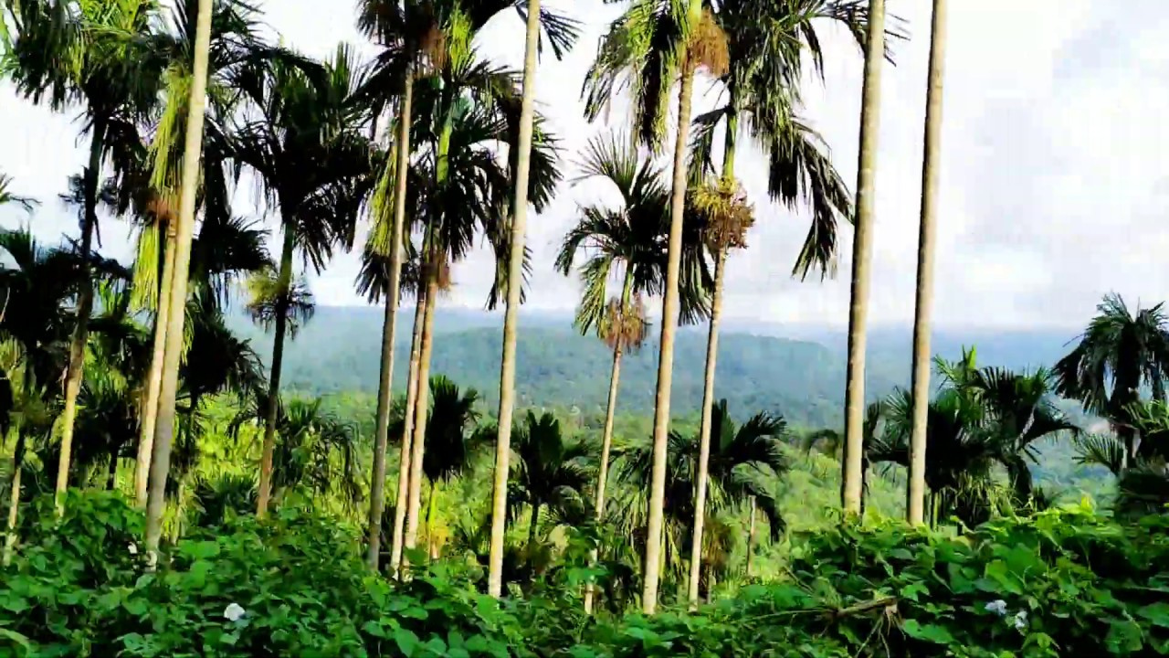 RONGRAM,WEST GARO HILLS,MEGHALAYA,INDIA