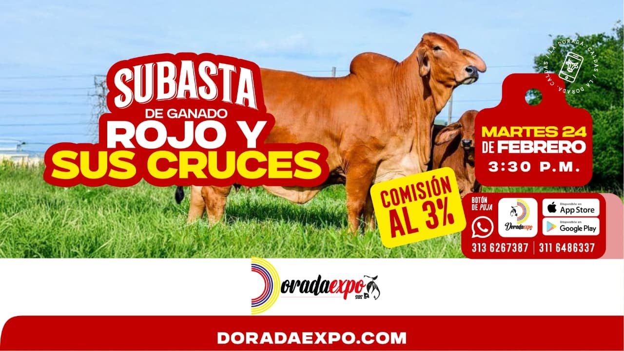 Subasta de Ganado Gordo y Comercial 135