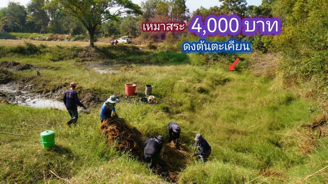 เหมาสระ 4,000 บาท ดงต้นตะเคียน พื้นที่ที่ใครก็ไม่กล้ามายุ่ง ถิ่นอสรพิษเเละยักษ์ใหญ่ / บ้านนอก EP.703