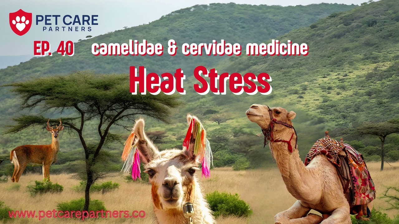 EP 40 — Heat Stress in Camelidae & Cervidae
