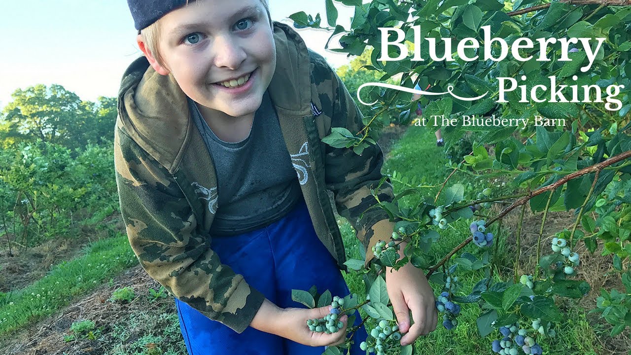 Blueberry Picking at The Blueberry Barn