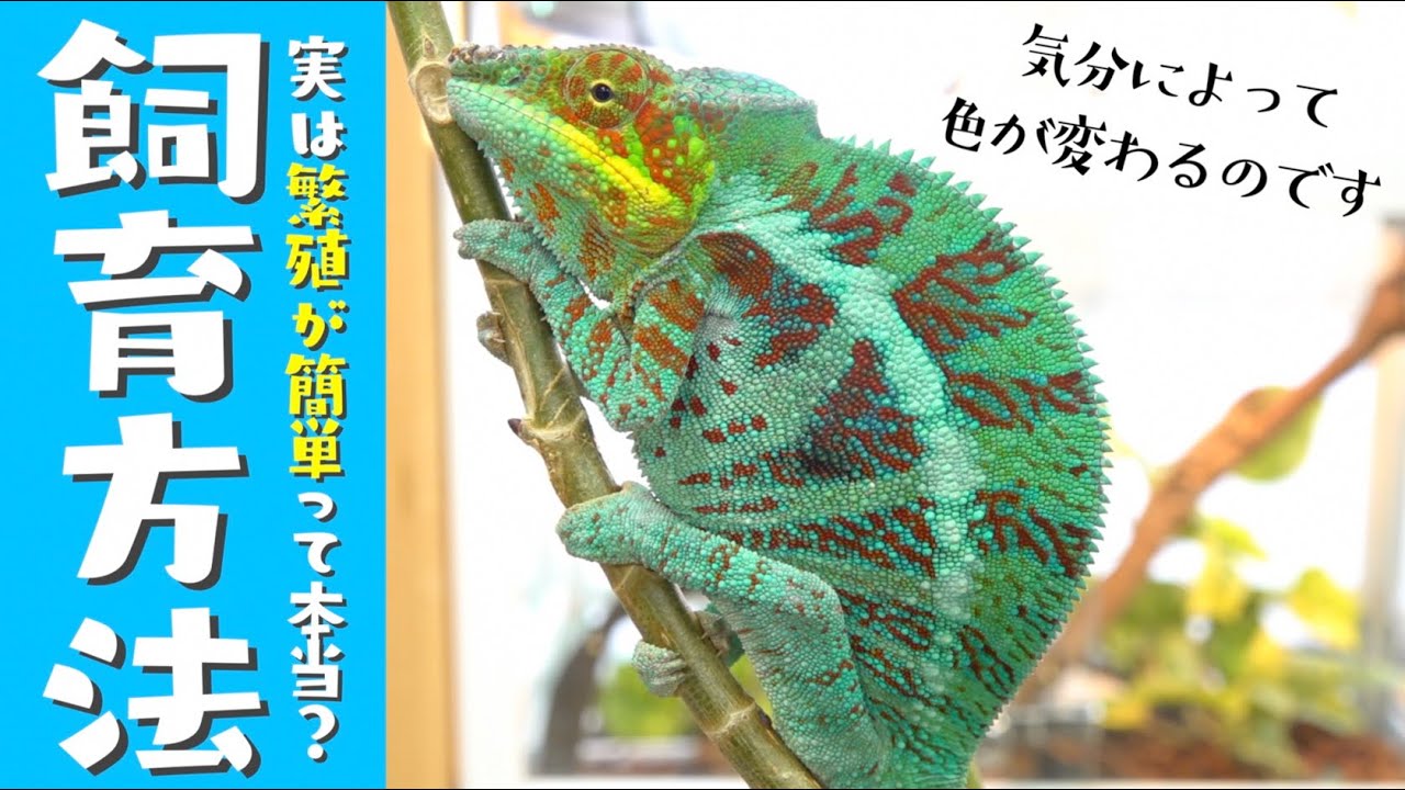 カメレオンの飼い方・繁殖について