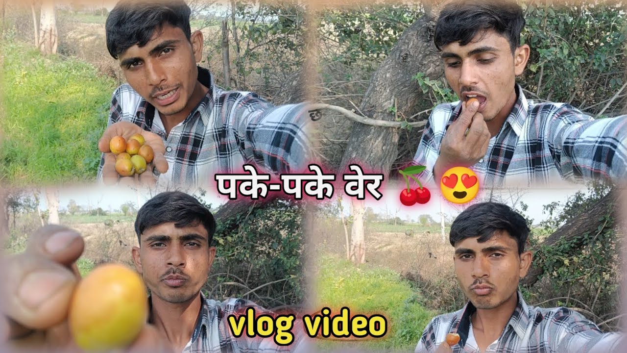 वेर खाने गए आज 😍 ॥ Dekhiae dosto pake pake wer 🍒 ॥ अच्छे वेर हैं 