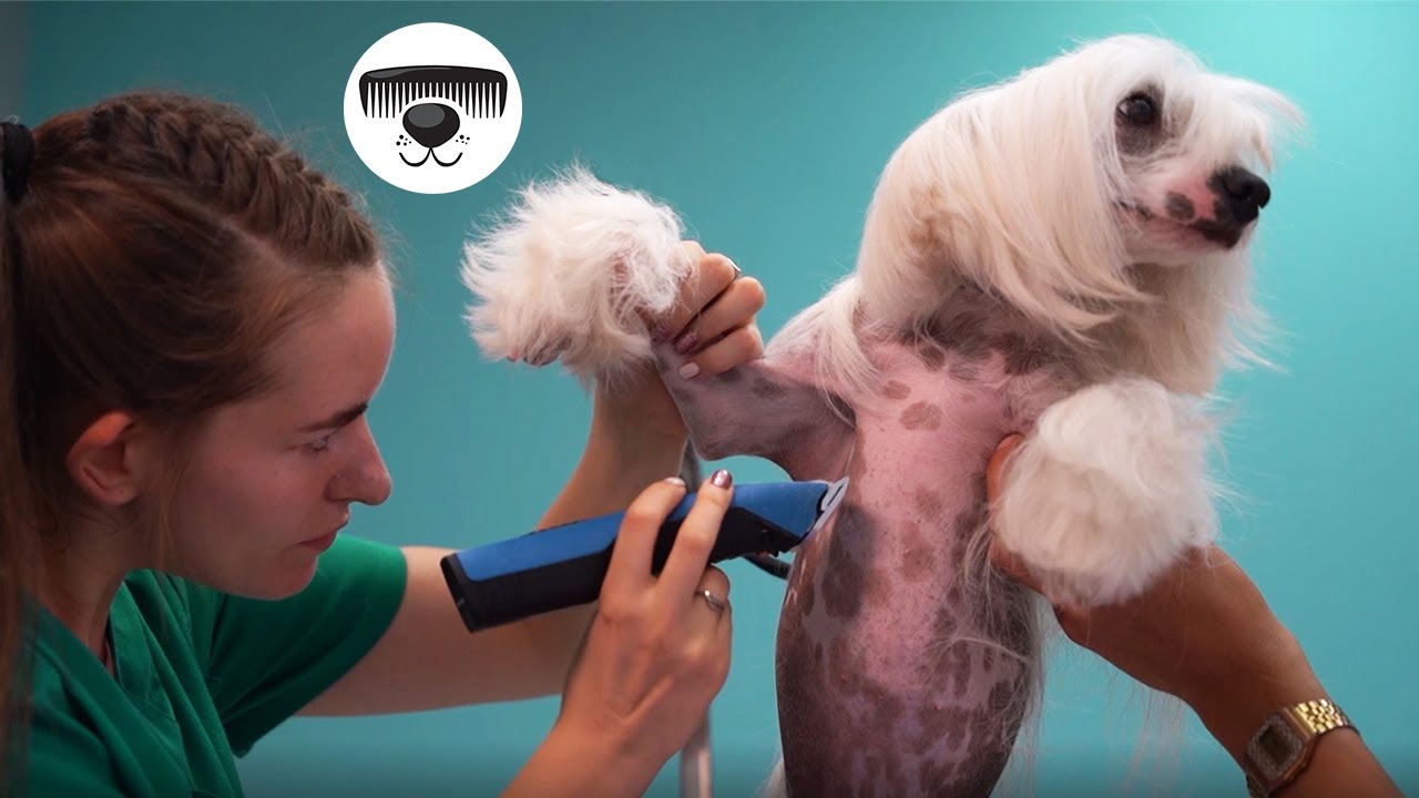 Shaving the hairless dog (Chinese Crested)