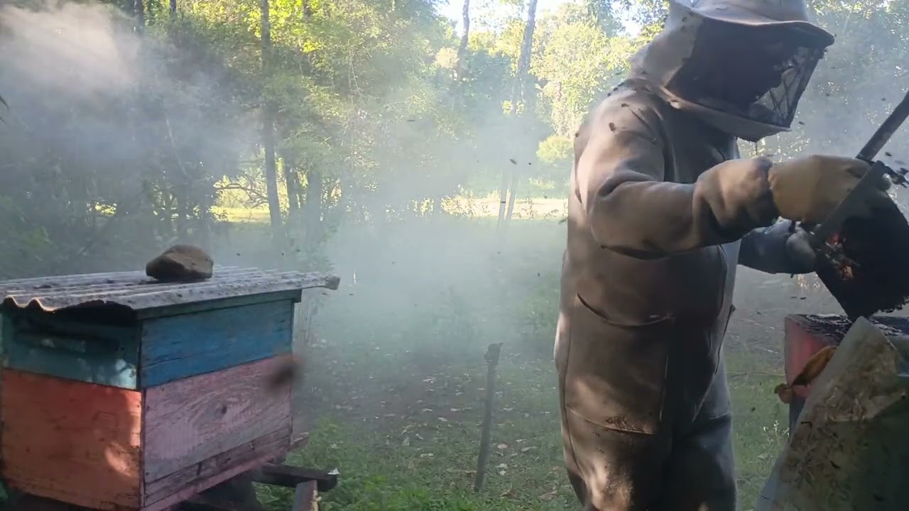 Olá boa noite pessoal Hoje fui fazer mais um Apiário não sei se é falta de Floratta ou rainha velha 
