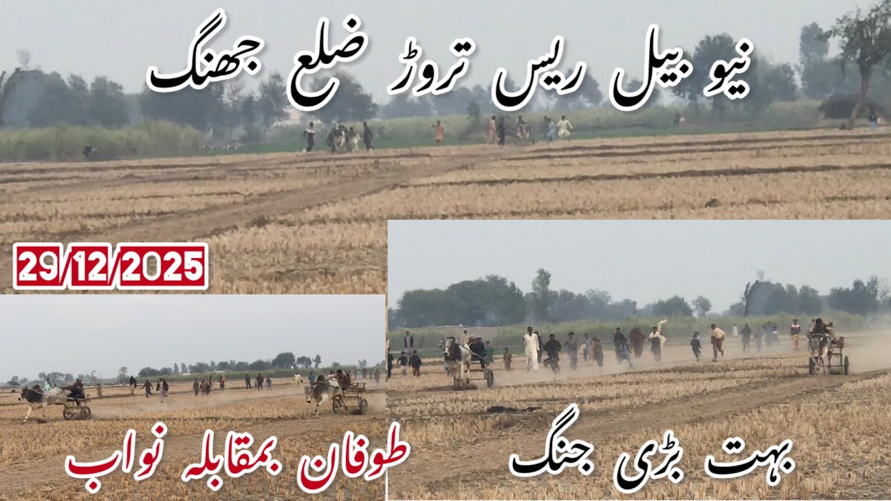 29 December 2025new bull race dictrac jhang نیو بیل ریس تروڑ ضلع جھنگ