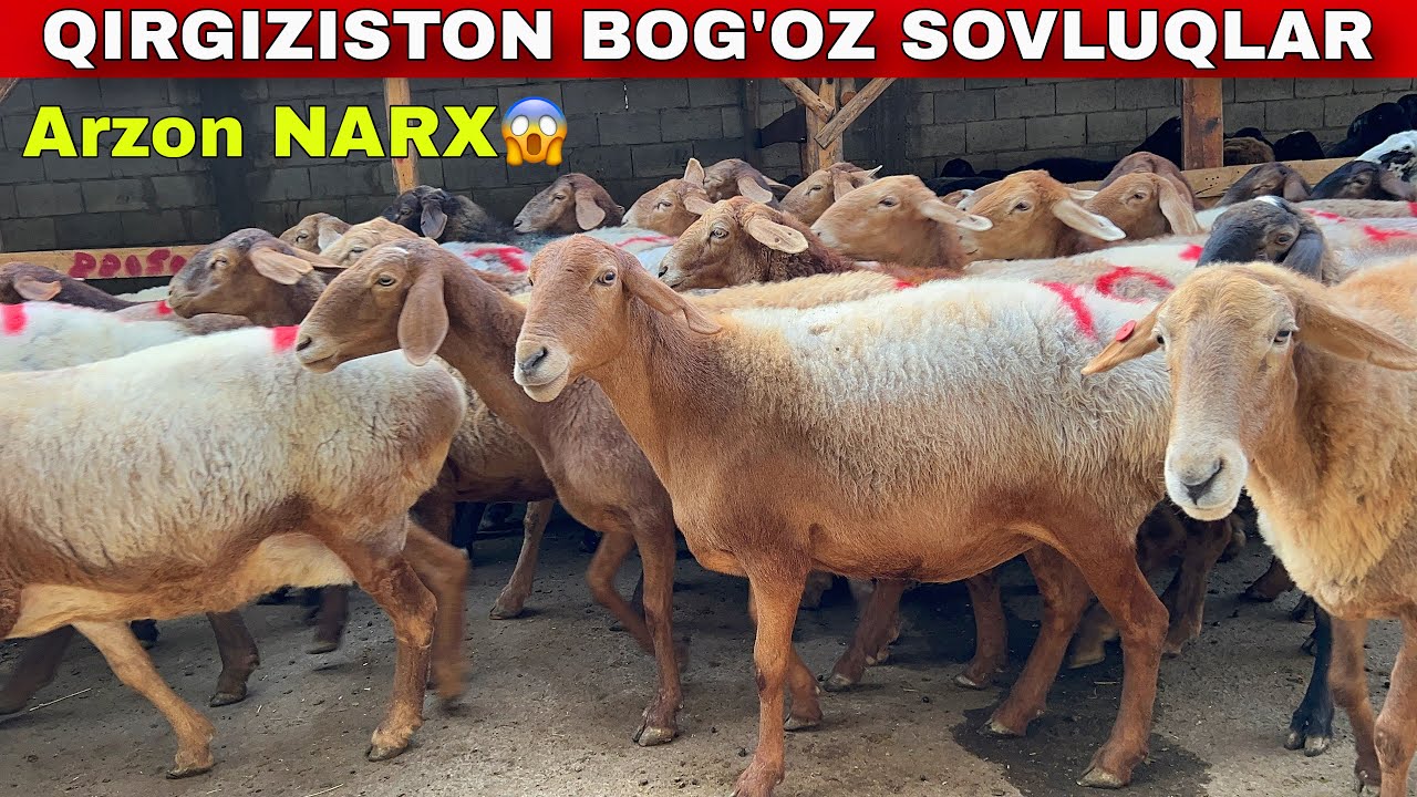 🇰🇬“Qirg‘iziston Naqd Bo‘g‘oz Sovluqlari Arzon Narxda! 💥🔥