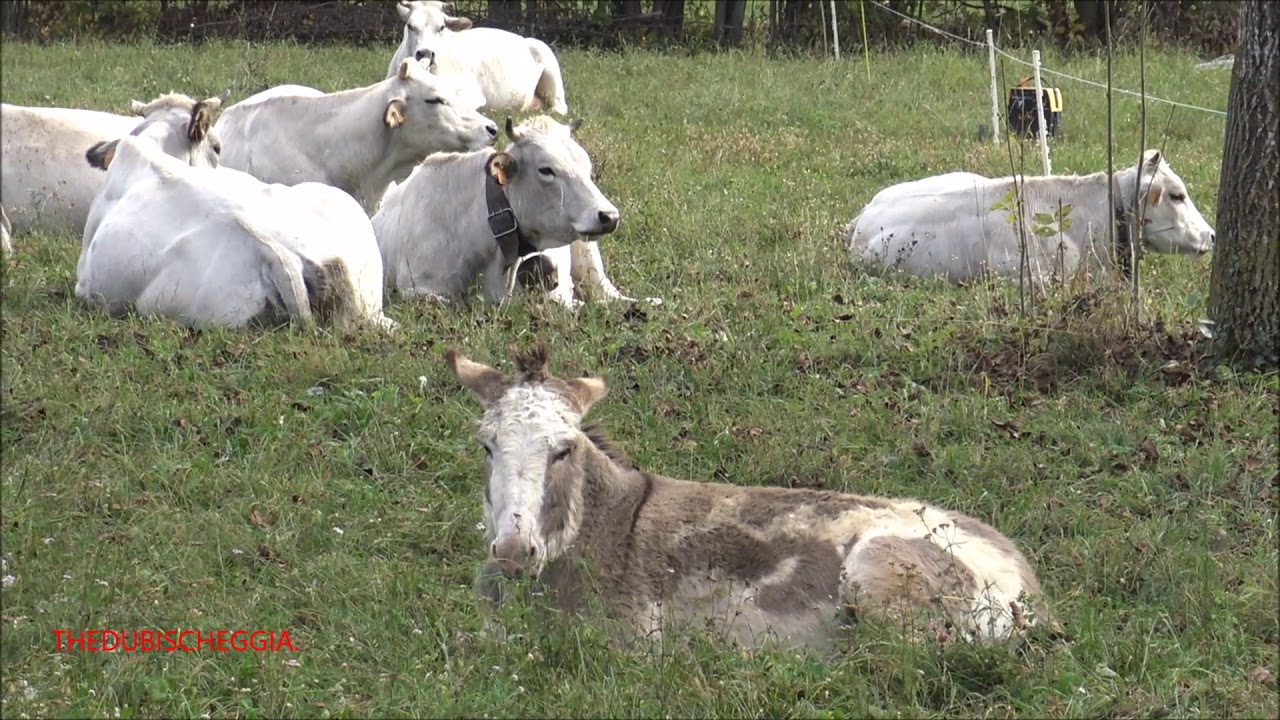 MUCCHE E VITELLINI CHE DORMONO E UNA ASINELLA SI RIGIRA NEL PRATO, GAIOLA (CN) DOM. 25 - 10 - 2020.