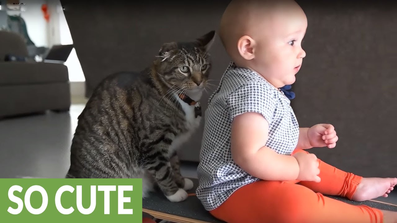 Baby and cat enjoy precious skateboard ride together
