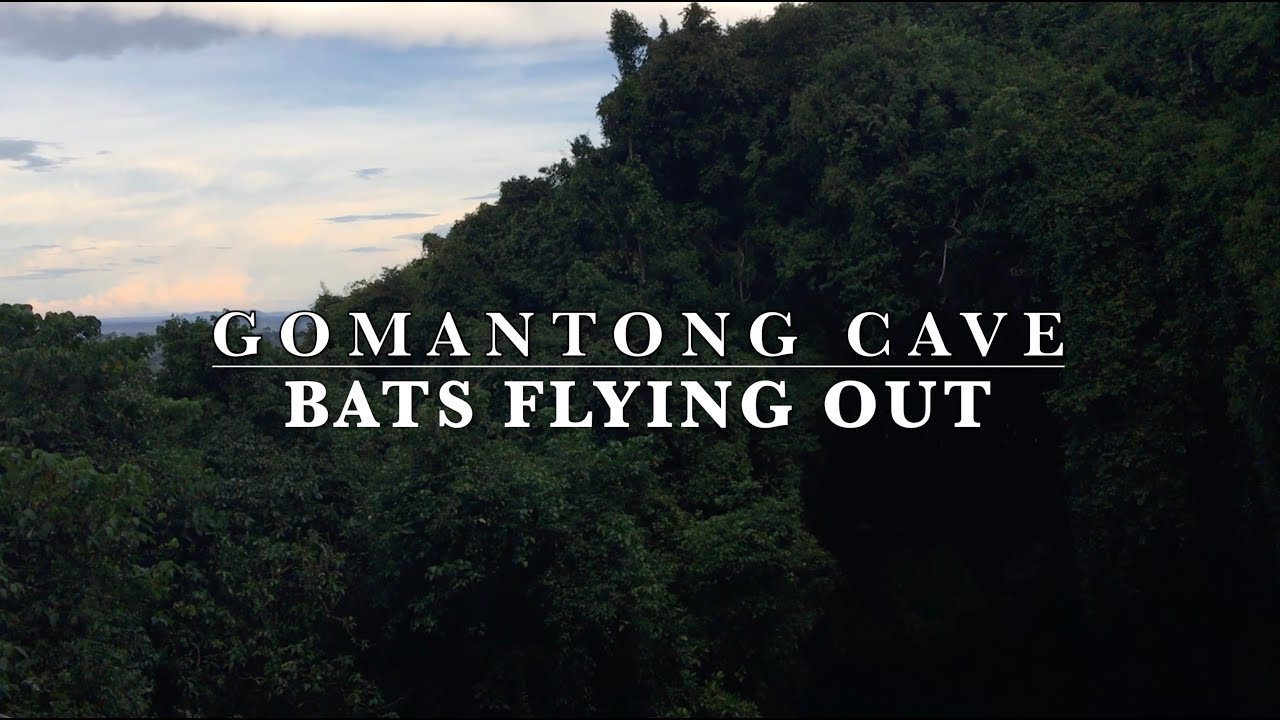 Gomantong cave bats - eagles hunting bats - Bats flying out of Gomantong Cave in the evening