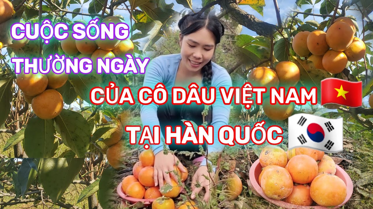 [65]🇰🇷một ngày của cô dâu Việt Nam sống tại vùng quê Hàn Quốc như thế nào.