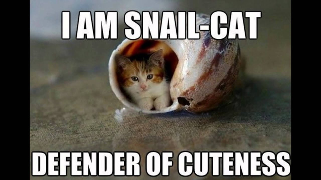 Cute Cat Memes!!!!!!!!!!!!!