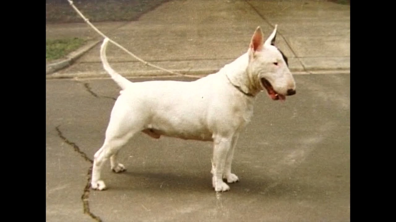 Bull Terrier Breeds