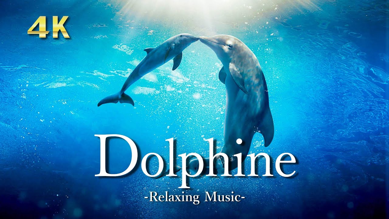 4K 美し海を泳ぐイルカ【リラックス音楽】大自然の絶景＆イルカの鳴き声｜Dolphine