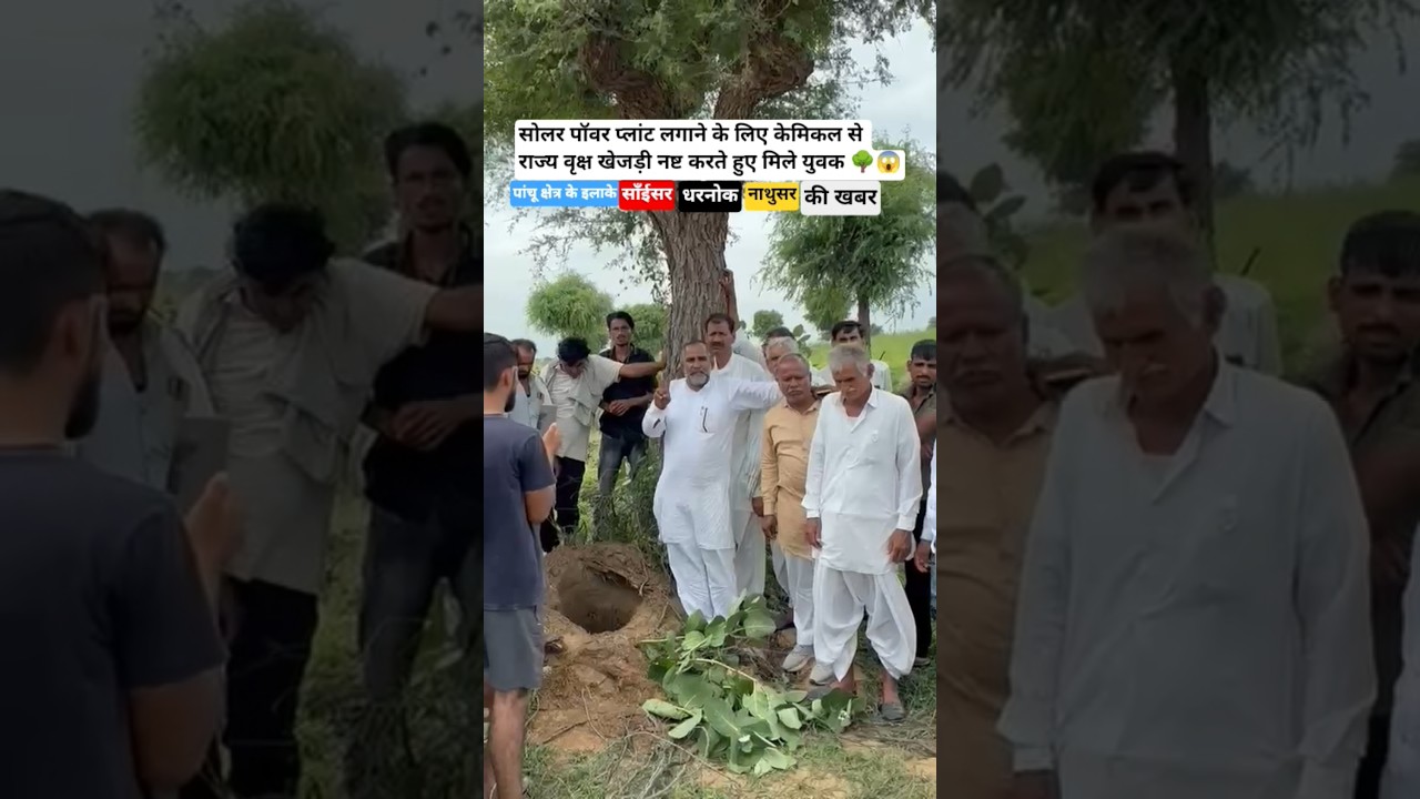 सोलर प्लांट लगाने के लिए केमिकल से खेजड़ी नष्ट करते हुए मिले युवक🌳😱धरनोक नाथुसर पांचू की खबर#news