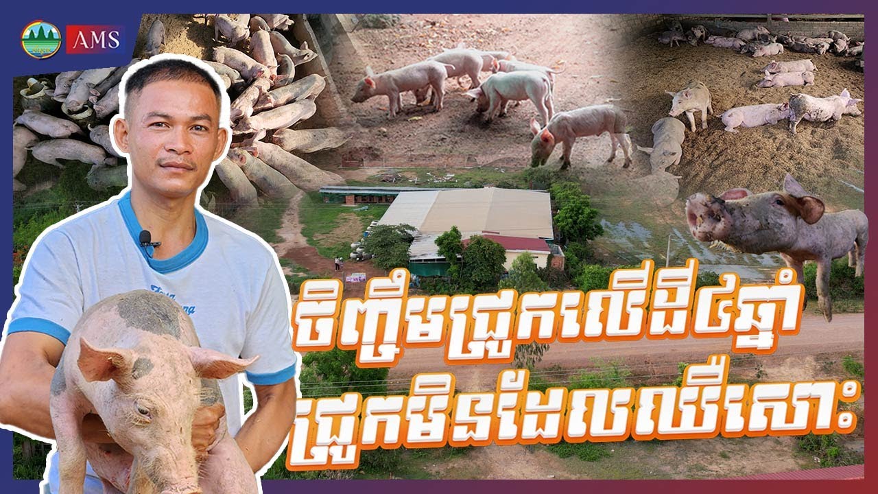 ES 9: របរចិញ្ចឺមជ្រូកគ្មានក្លិនស្អុយ កសិដ្ឋានចិញ្ចឹមជ្រូក ស្រុកមោងឬស្សី-ខេត្តបាត់ដំបង