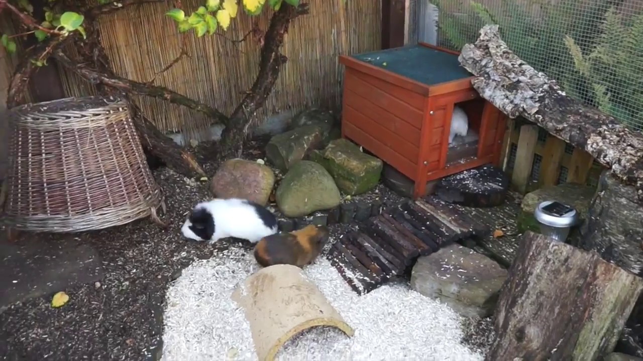 Home Swap | Rabbits & Guinea Pigs
