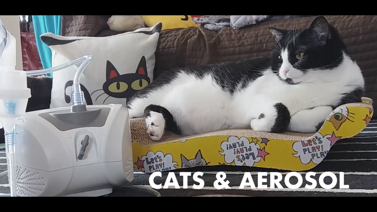 Cats & Aerosol - 1h Sound Relax ASMR for Sleep | Mola & Beba