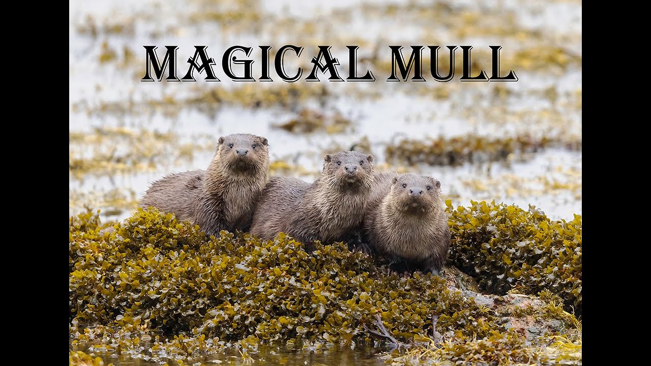 Magical Mull