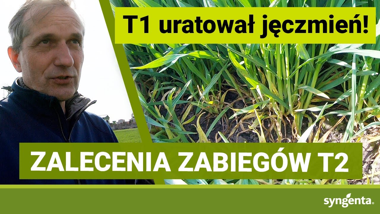 Wszystko co możliwe w jęczmieniu - podsumowanie zabiegu T1 i rekomendacje ZABIEG T2