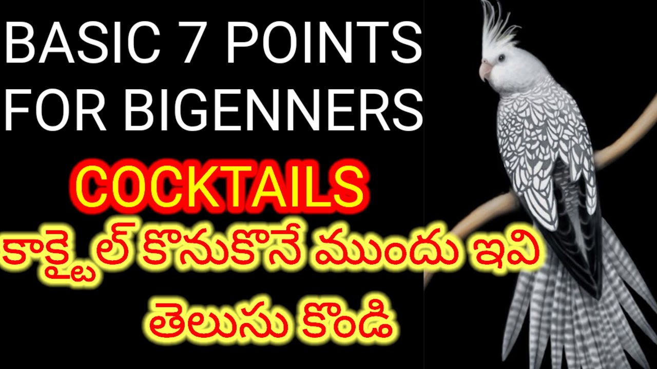 ఇంట్లో కొత్తగా కాక్టైల్ పెంచుకోవాలి అనుకొంటున్నారా || Cockatiels Bird Basic 7 Points for Beginners
