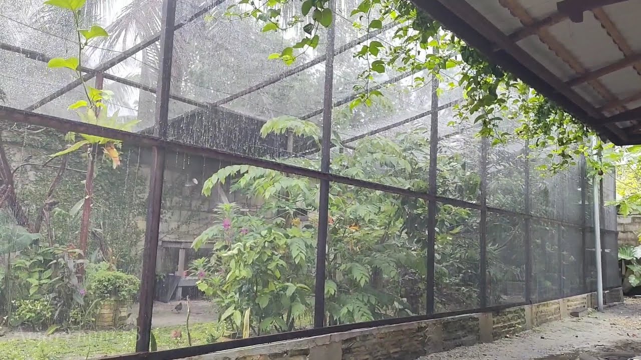 Suasana aviary mini jaring waring habis hujan - memberi pakan burung