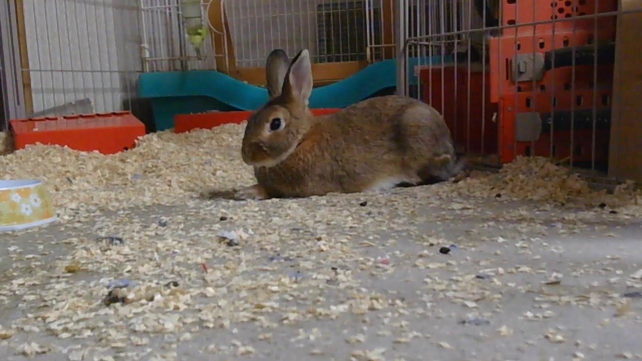 【1/22】1歳のウサギ配信。
