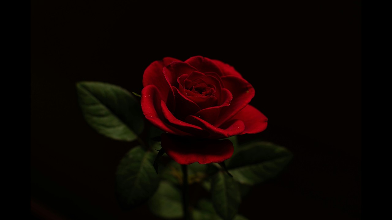 rose.