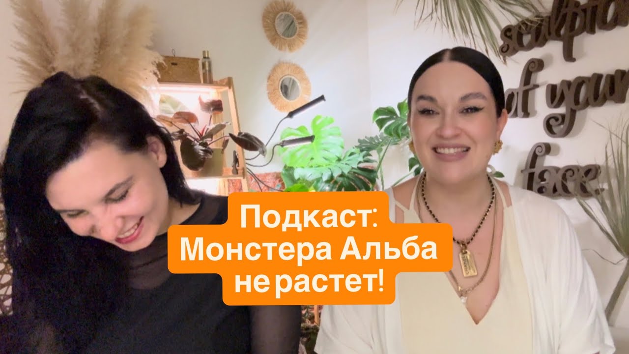 Почему не растет Монстера Альба