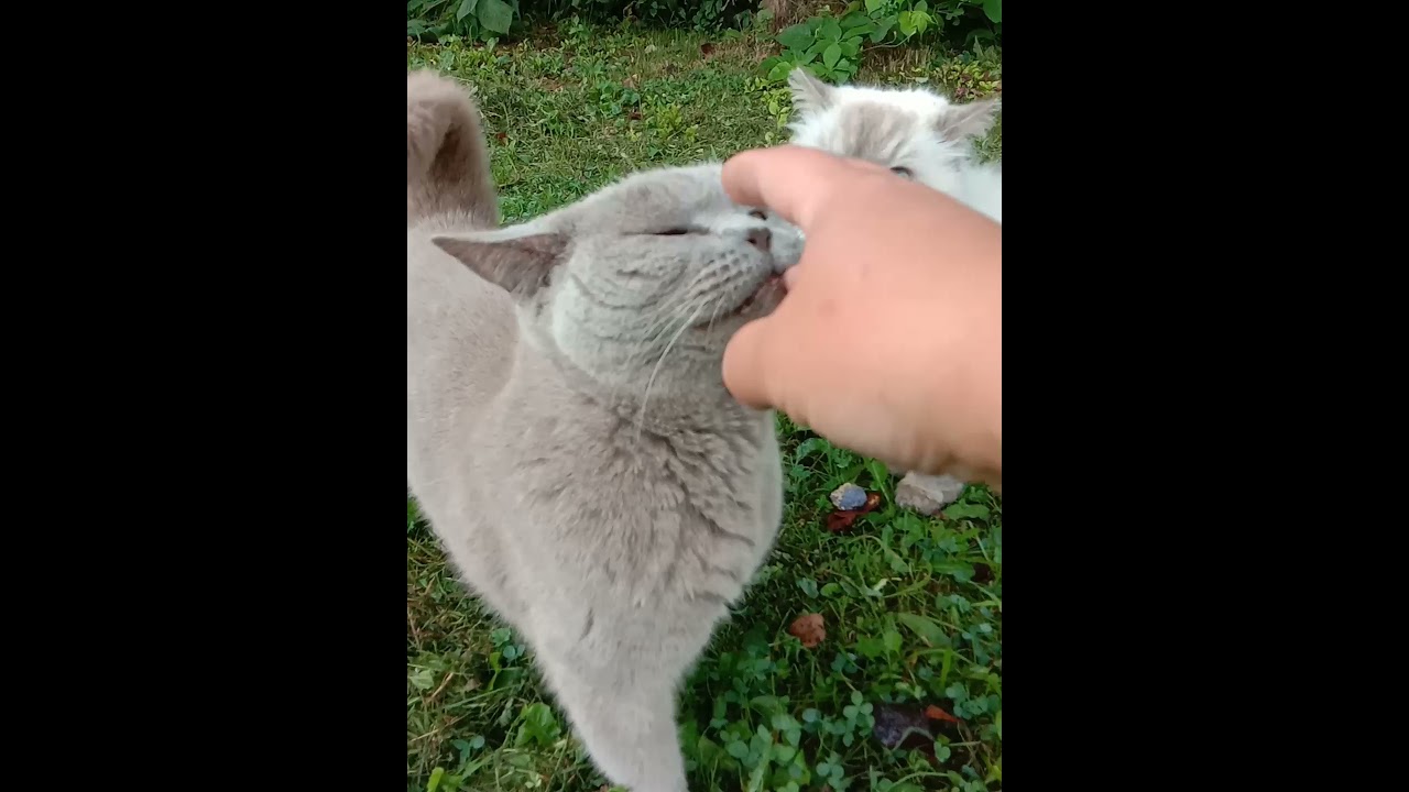 Дача по карману