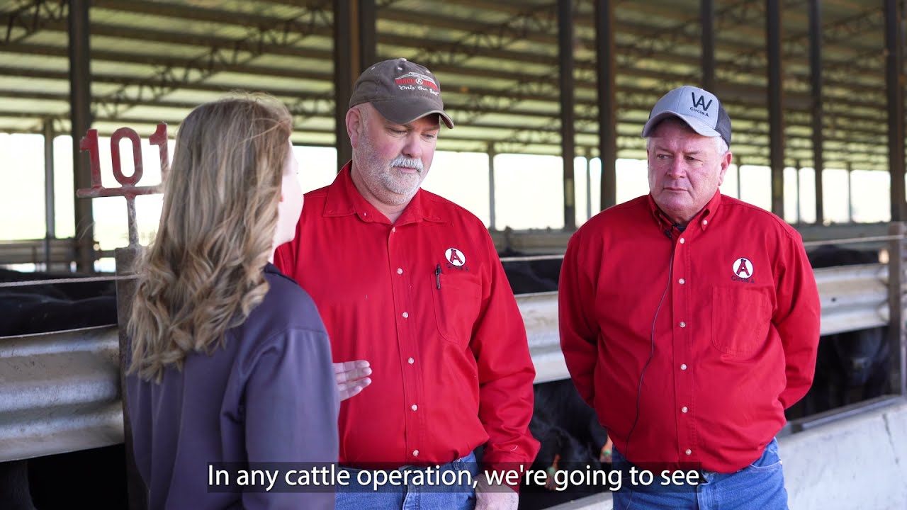From the Farm Virtual Field Trip: Circle A Angus Ranch