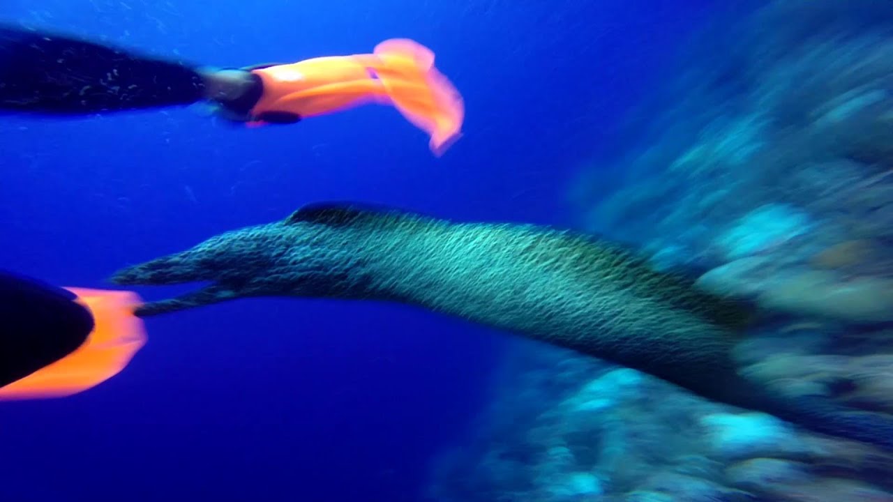 Spotted Moray Eel Attack