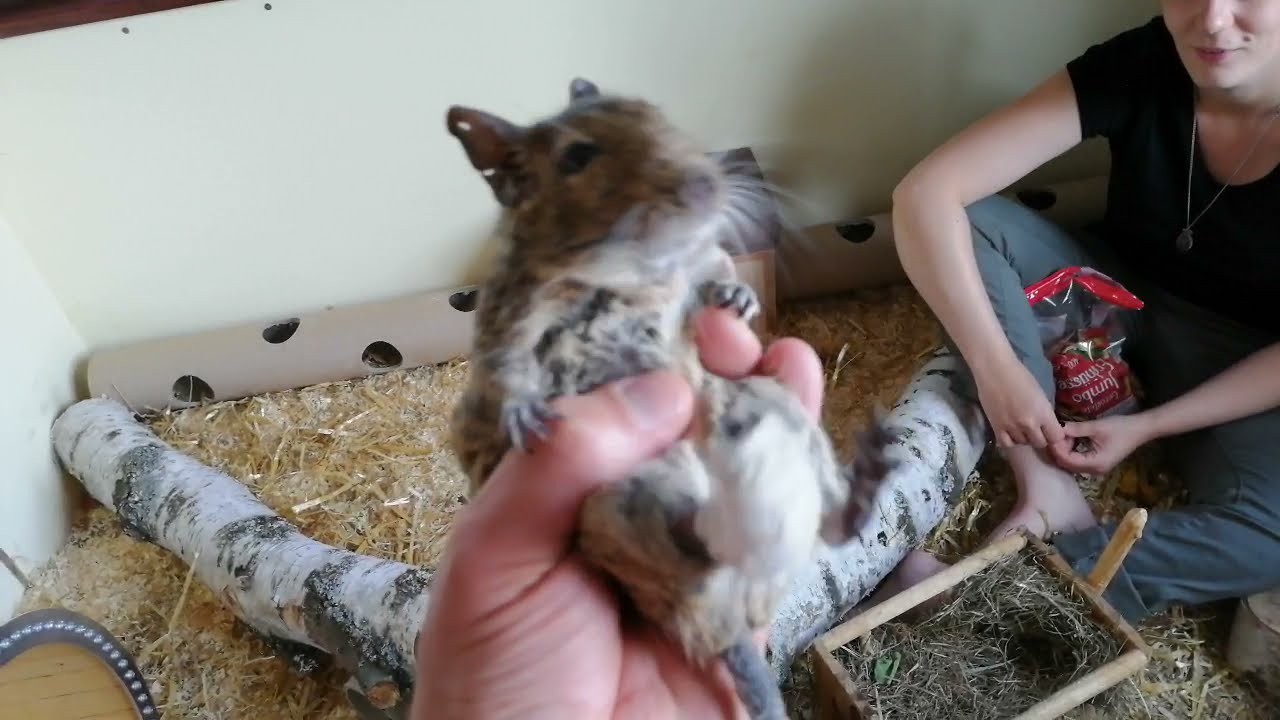 Infos zur Degu-Haltung - Natascha erkl&auml;rt...