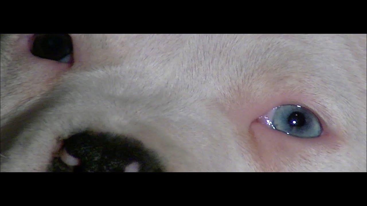 (NOUVEAU 2016) CONSEILS CHIOT AMERICAN STAFF / EDUCATION DEMONSTRATION STAFFIE