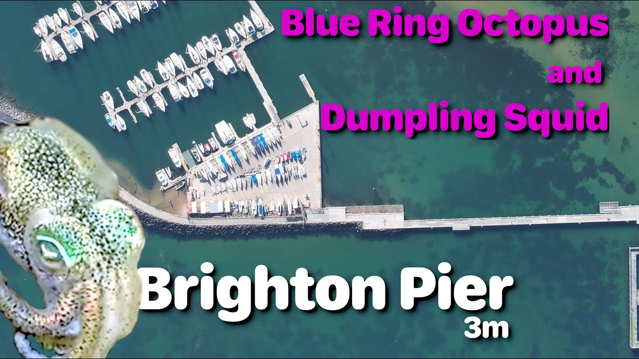 [SiteReview] Brighton Pier - #DIVE Site for Dumpling Squid in Melbourne! Blue Ring Octopus + Bobtail