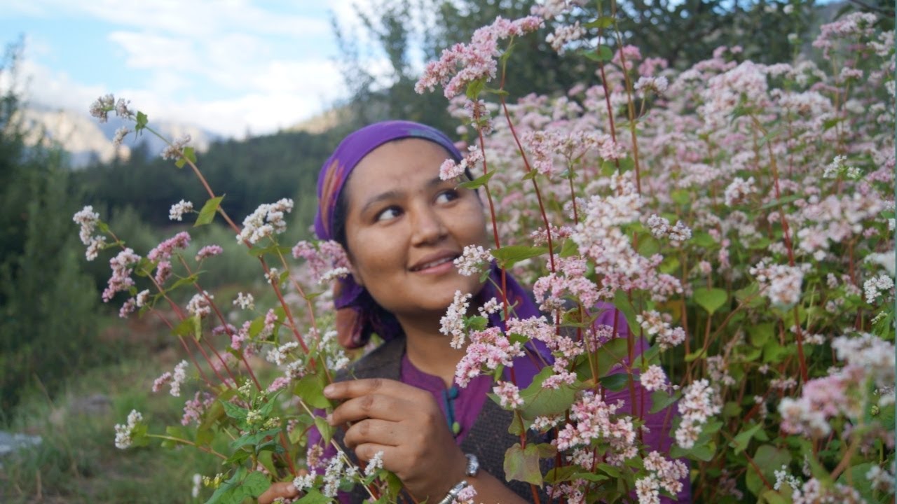 ||Buckwheat(Kuttu) Harvesting(Ogla,fafara)Kinnaur HP||kande vlog