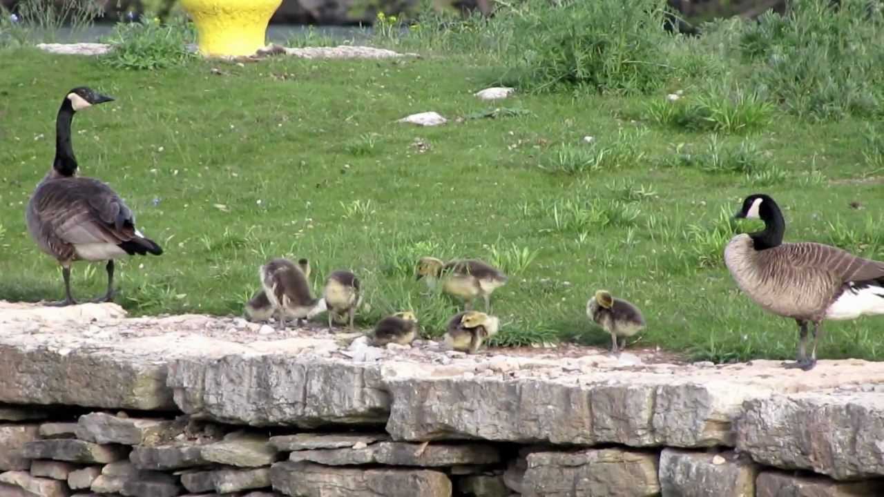 Canadian Geese reunited with a gosling that was left behind.