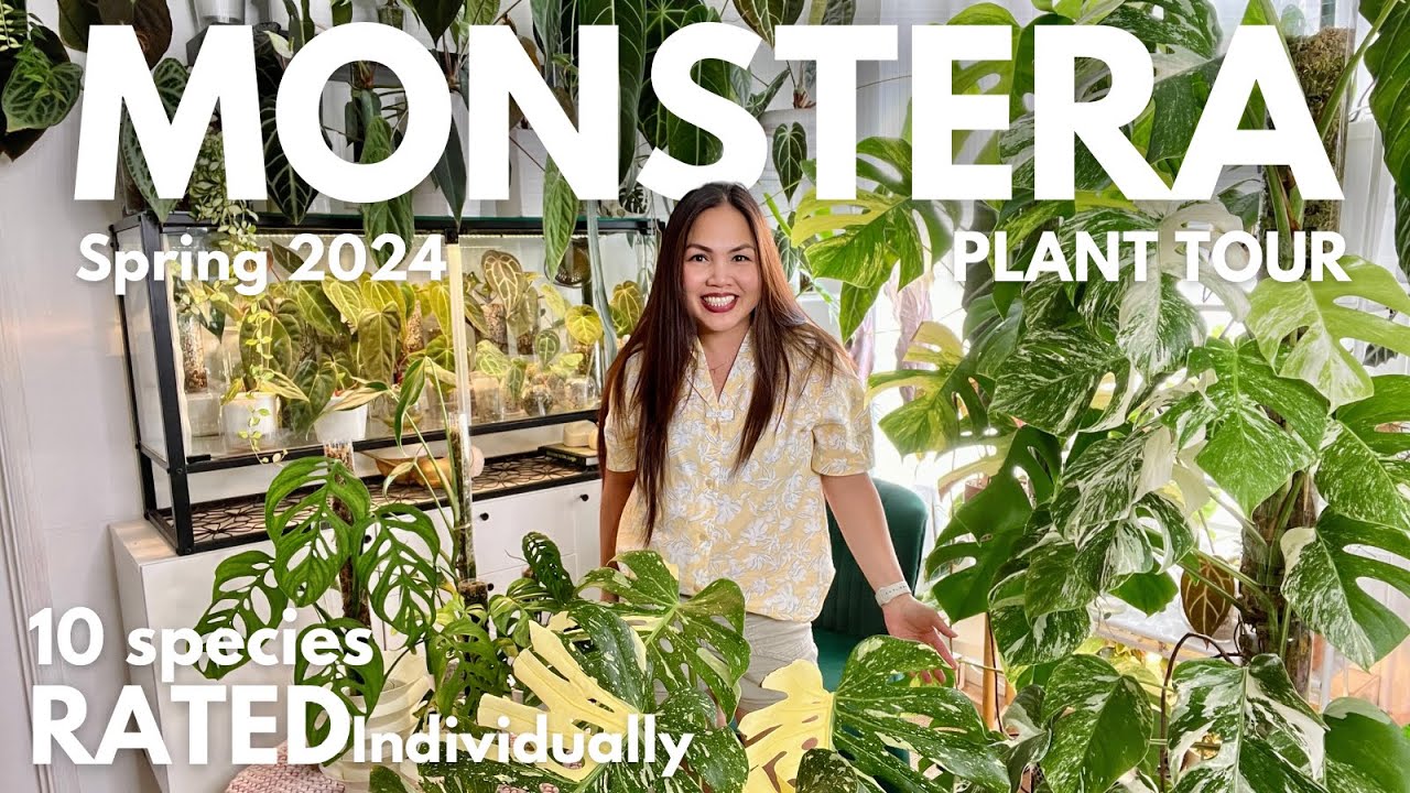 Monstera Collection Tour | Spring 2024 🌿✨