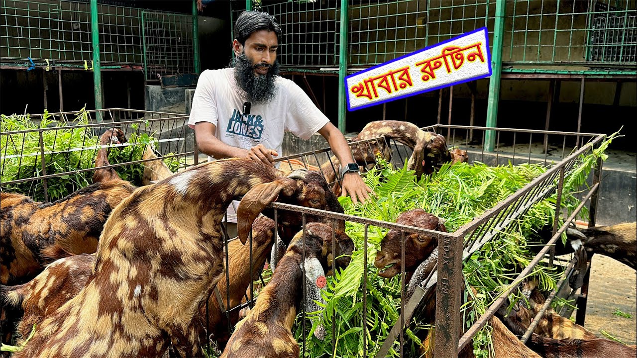 ছাগলের খাবার রুটিন // Goat farming // Shokher Khamar