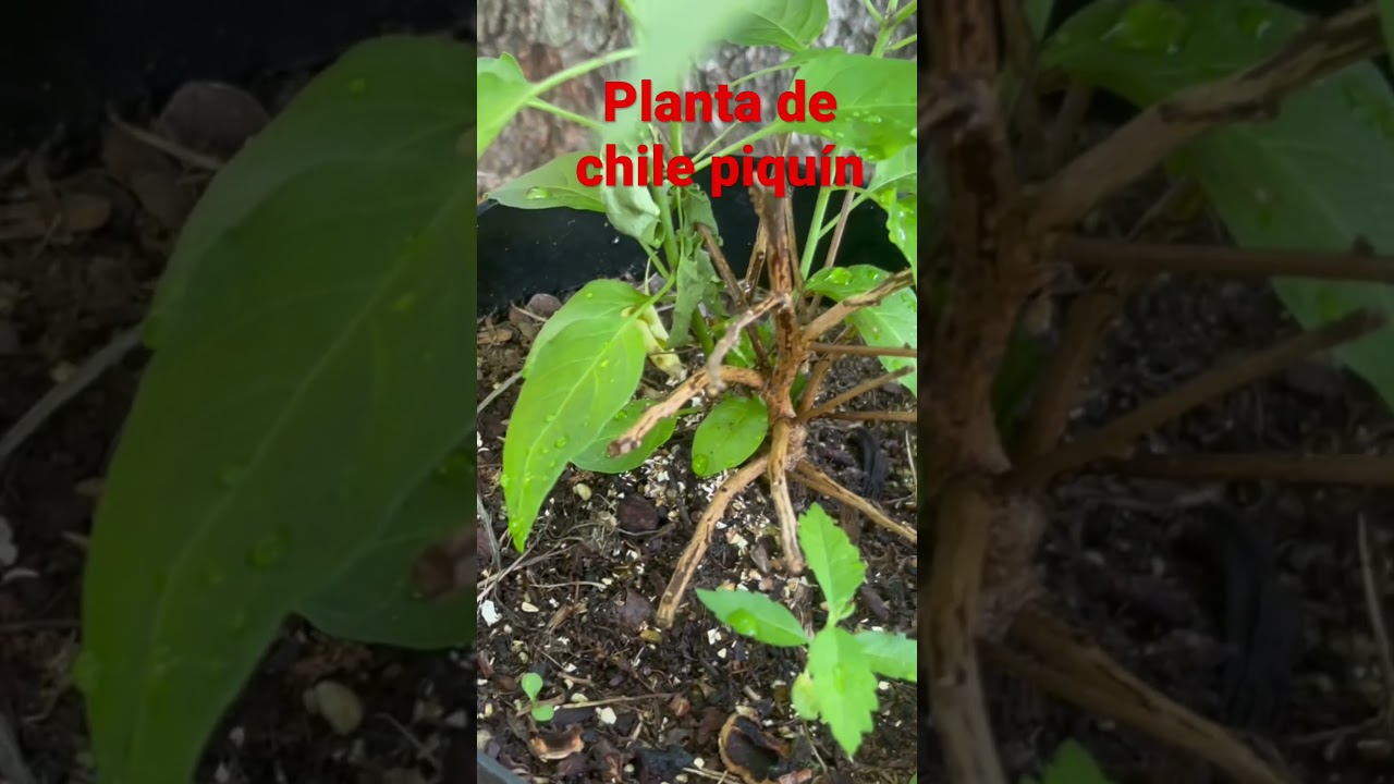 Planta de chile piqu&iacute;n ya brot&oacute; de nuevo
