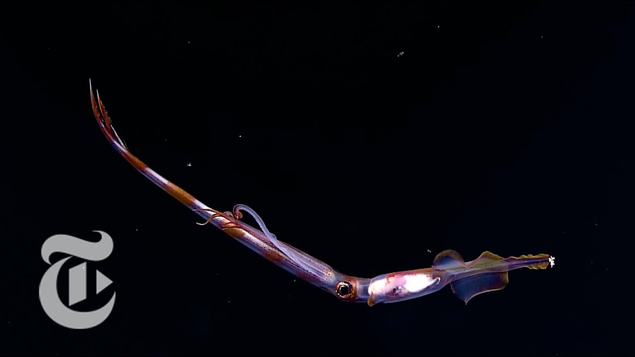 Wonders of the Deep | ScienceTake | The New York Times