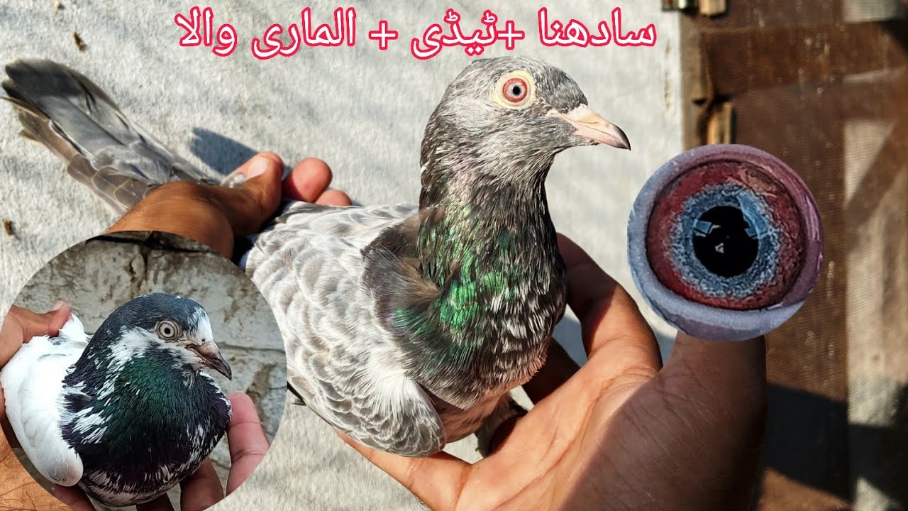 پیور سادھنا + ٹیڈی + الماری والا 3جوڑے 03055681152