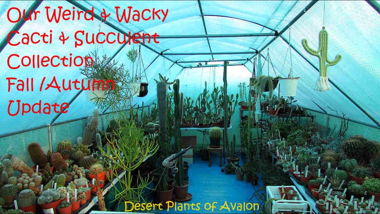 Cacti & Succulent Collection Tour Fall/Autumn Update | Cactus Collection #cactus #succulents