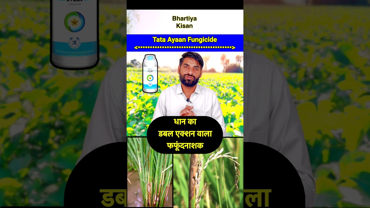 टाटा अयान फफूंद नाशक || Tata Ayaan fungicide uses in hindi || Best fungicide | Sheet blast ki dawai