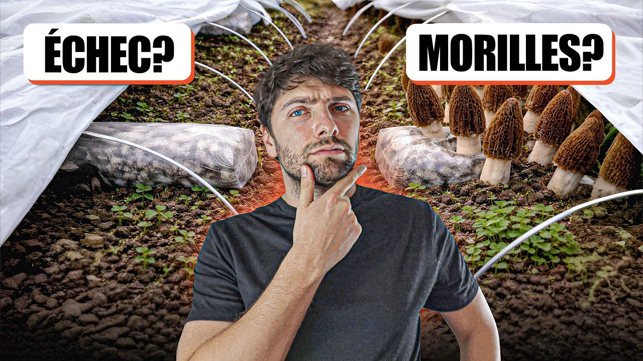 🍄 CULTURE DE MORILLES : ERREURS, SCLÉROTES et MYCÉLIUM en BUTTE