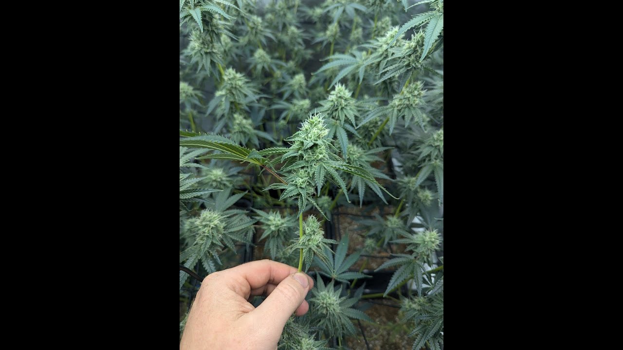 Vlog #1: Hibiscus Cannabis at Day 45 Flower - Grow Insights