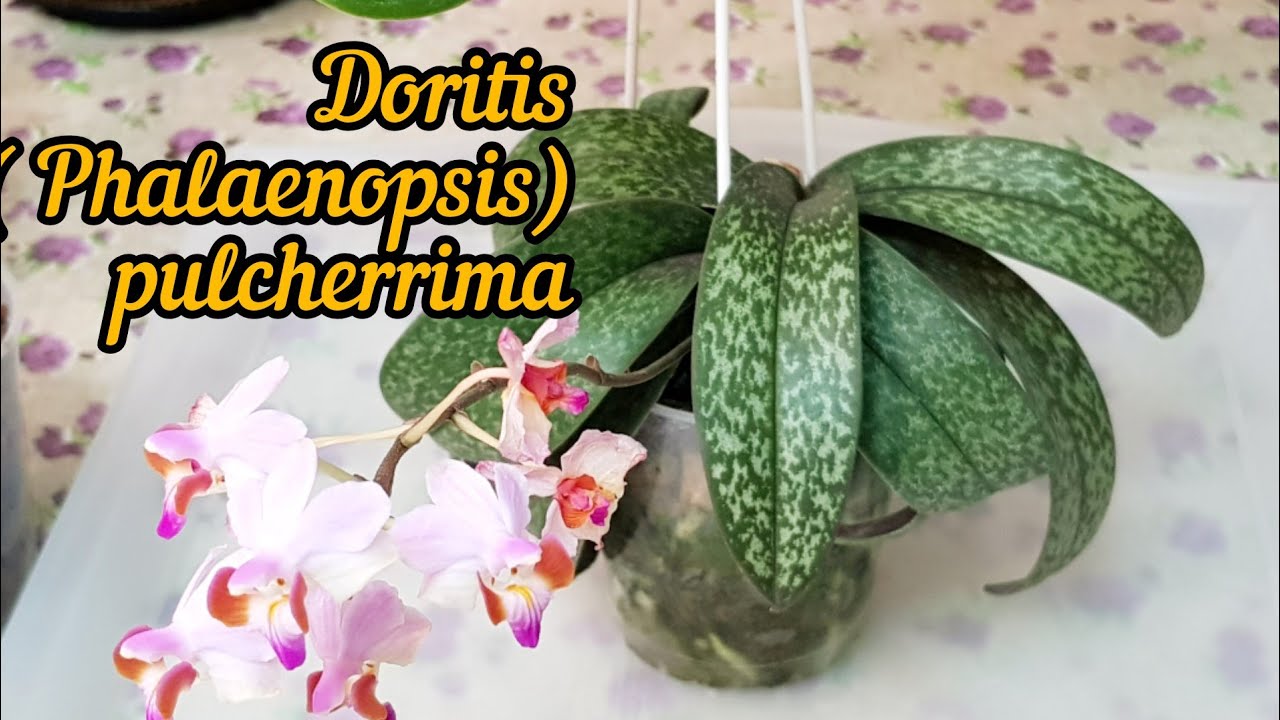 Фаленопсисы для Начинающих-Doritis pulcherrima-Уход в Домашних Условиях. Полив.Коричневые Корни?